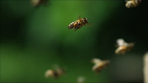 Méhek - tudományos cikkek
